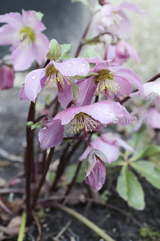 四旬期玫瑰(Helleborus orientalis)